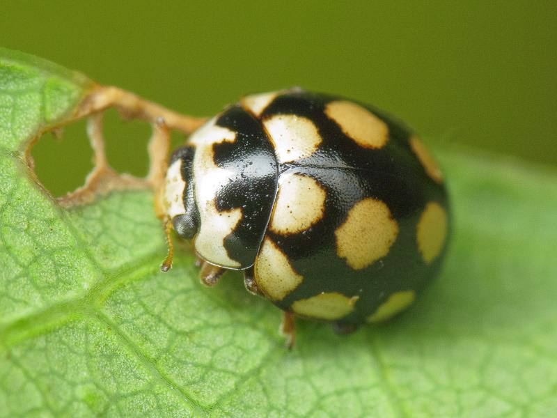 Coccinula quatuordecimpustulata (Linnaeus, 1758)